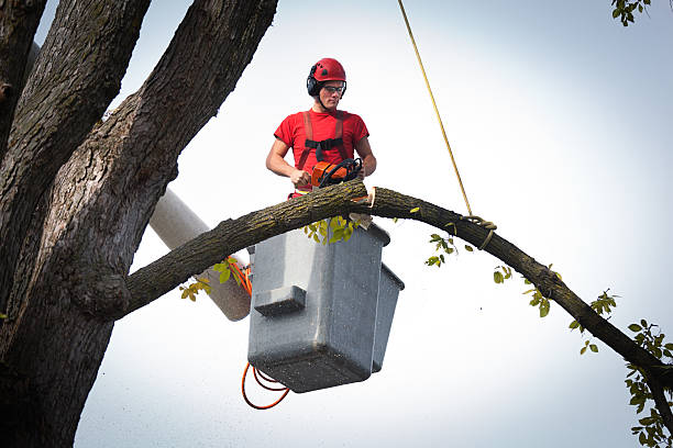 The Steps Involved in Our Tree Care Process in Leechburg, PA